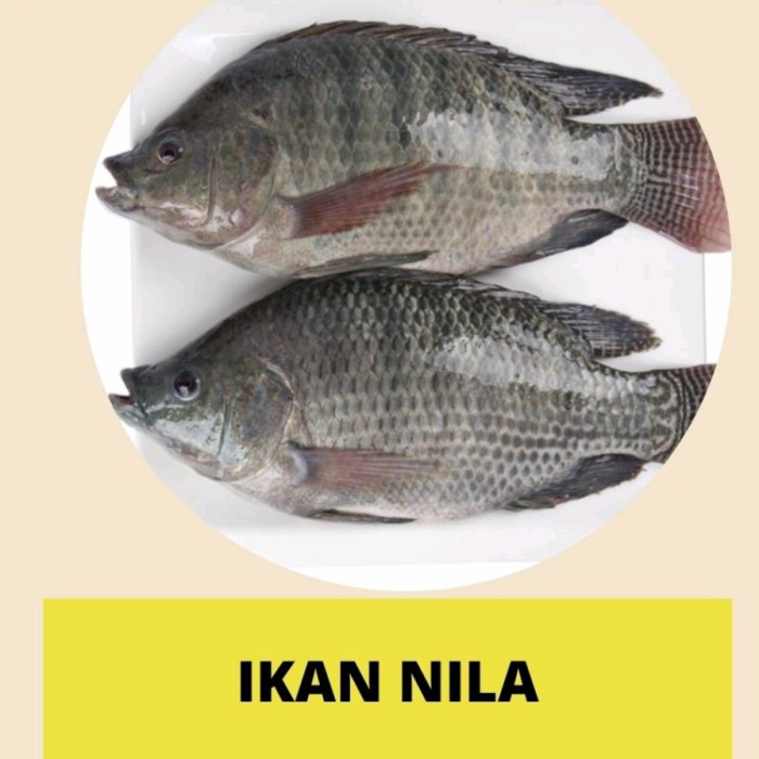 Jual Ikan Nila Segar 1kg Shopee Indonesia