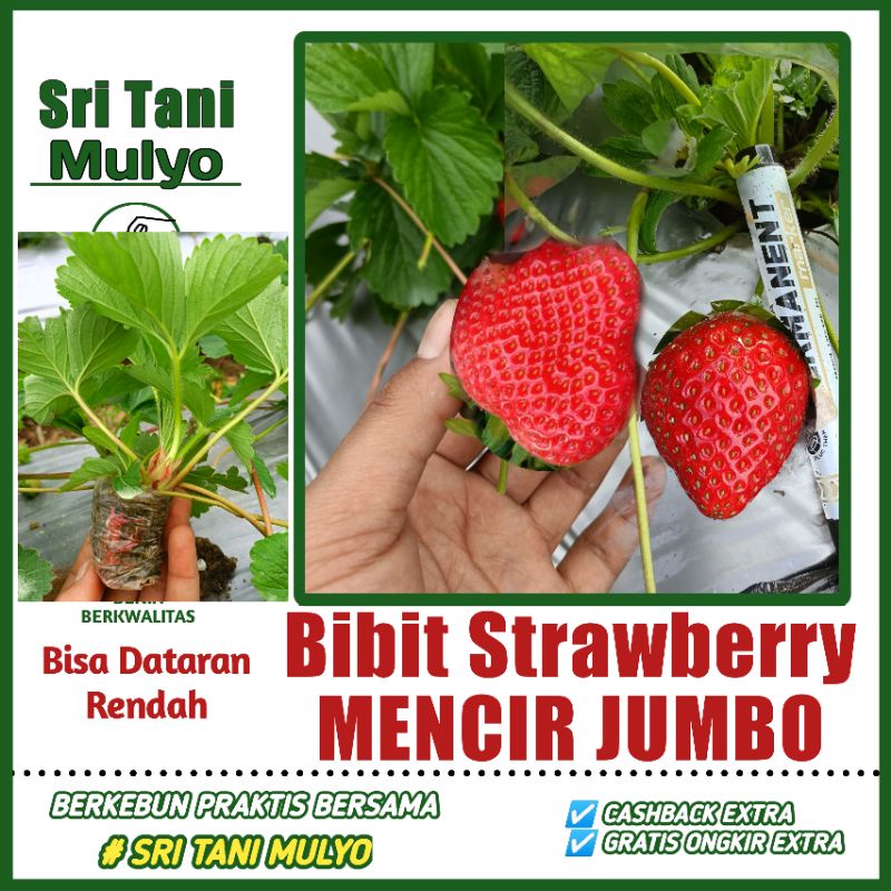 Jual Bibit STRAWBERRY MENCIR JUMBO Beli 6 Gratis 1 Bibit Strawberry ...