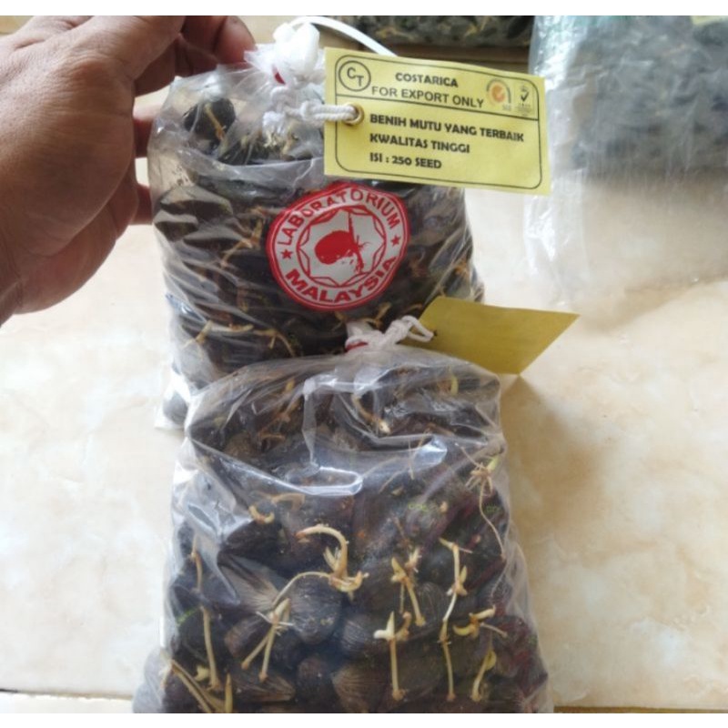 Jual Benih Bibit Polong Kecambah Kelapa Sawit Costarika Malaysia