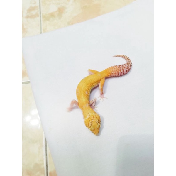 Jual Leopard gecko Female remaja juvenile usia 4-5 bulan, mulus , Ruby ...