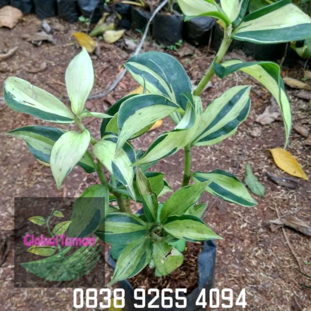 Jual Tanaman pacing varigata - Pohon pacing pentul vatigata | Shopee ...