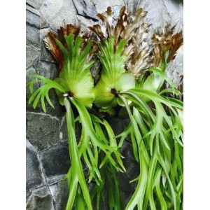 Jual tanaman simbar menjangan | Shopee Indonesia