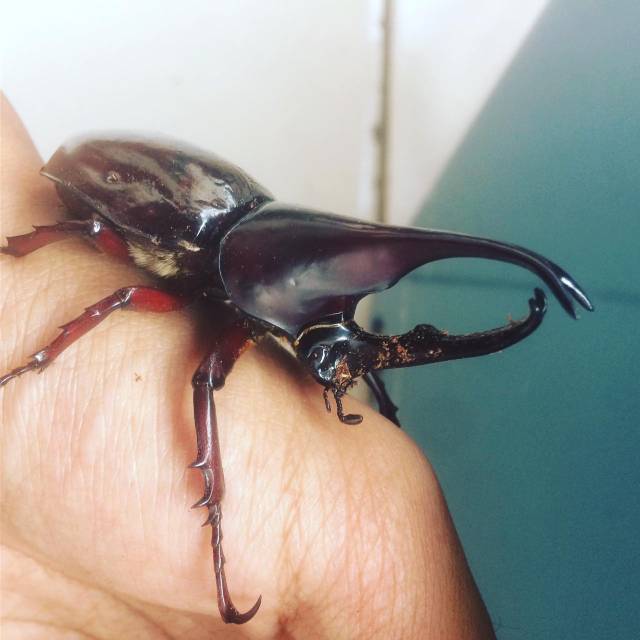 Jual Kumbang tanduk xylotrupes gideon | Shopee Indonesia