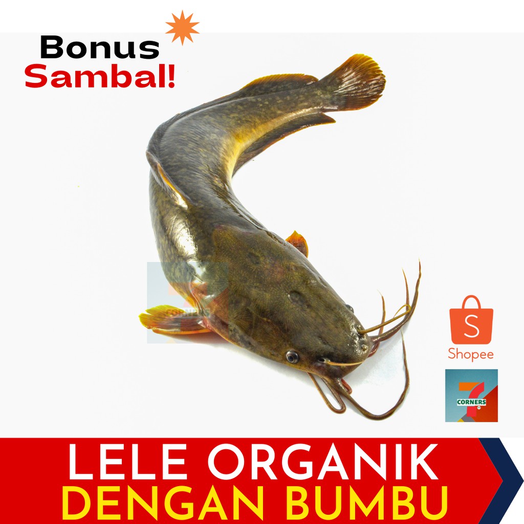 Jual Lele Organik Bumbu Kuning 1000 gr (BONUS SAMBAL) | Shopee Indonesia