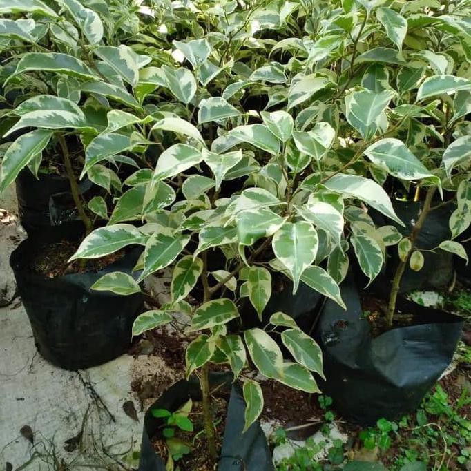 Jual Tanaman hias beringin putih | ficus benjamina | Shopee Indonesia