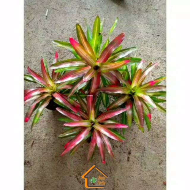 Jual Tanaman Hias Bromelia Three Colors | Shopee Indonesia