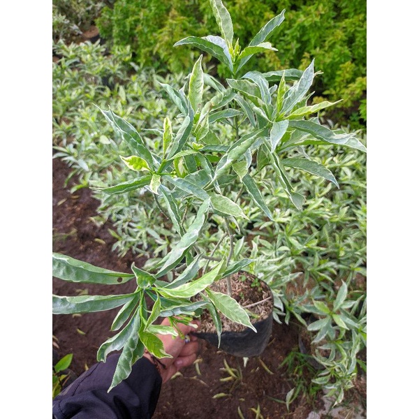 Jual tanaman melati rombusa variegata | Shopee Indonesia