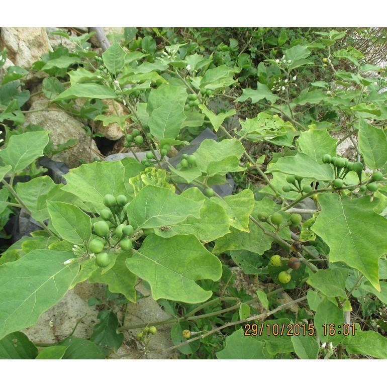 Jual Buah Rimbang Takokak Cepokak Pokak Terung Pipit Solanum Torvum KB ...