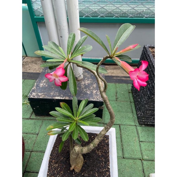 Jual Flower Inducer Biasa (Perangsang Pembungaan) | Shopee Indonesia