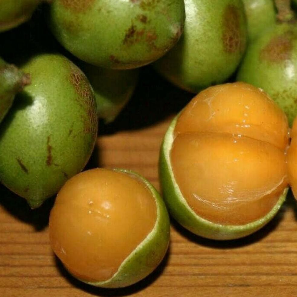 Jual Bibit Tanaman Buah Jeruk Spanyol Kw A1 Shopee Indonesia