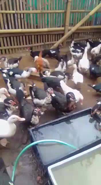 Jual entok + bebek entok + entog potong + entok hidup + nila + manila ...