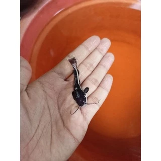 Jual Ikan RTC Terlengkap & Harga Terbaru Juli 2024 | Shopee Indonesia