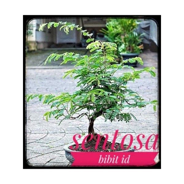 Jual Bibit Asam Jawa Bahan Bonsai Shopee Indonesia