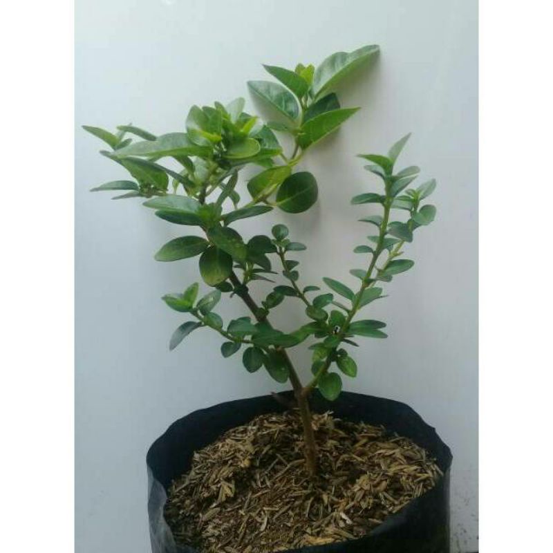 Jual Bahan Bonsai Sancang Bahan Bonsai Mame Premna Microphylla