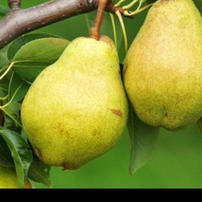 Jual Bibit Buah Pear mandarin manis segar | Shopee Indonesia