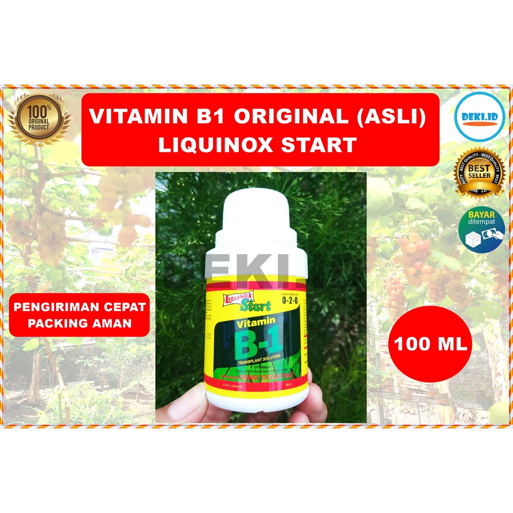 Jual Original Vitamin B1 Asli Tanaman 100 Ml Liquinox Start ZPT Pupuk ...