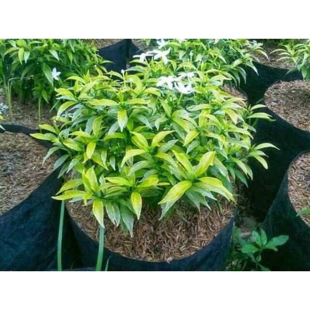 Jual Tanaman Rembosa Golden Tanaman Rombusa Golden Tanaman Rembusa ...