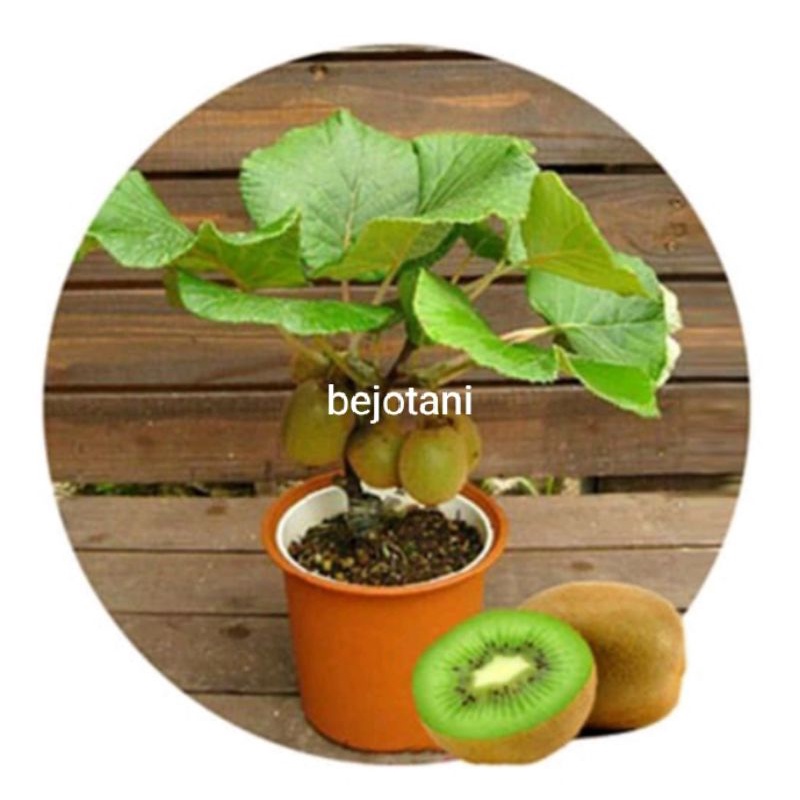 bibit tanaman buah kiwi super