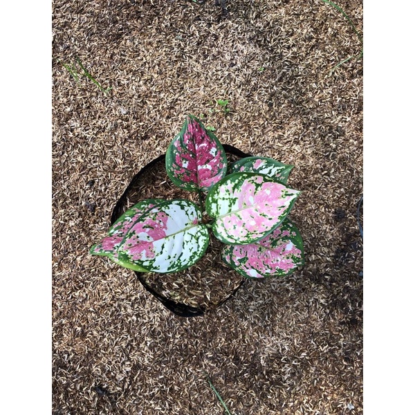 Jual Tri Color Baby dan Jumbo Termurah Aglonema Murah | Shopee Indonesia
