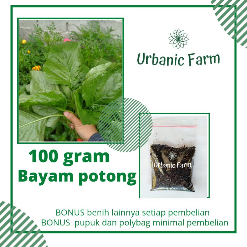 Jual 100 Gram Benih Bayam Potong Bayam Petik Bayam Raja Bayam Lokal ...