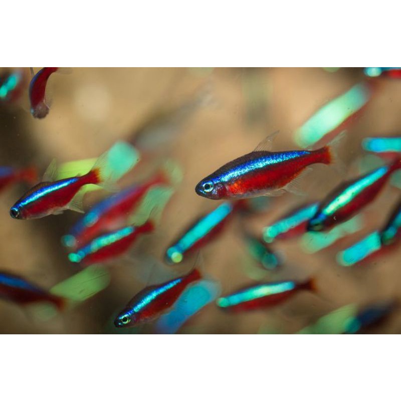 Jual 50 Pcs Neon Cardinal / Ukuran SM | Shopee Indonesia