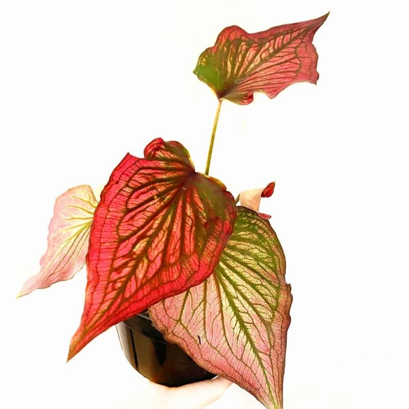 Jual Caladium Infinity / bunga keladi / tanaman hias keladi murah ...