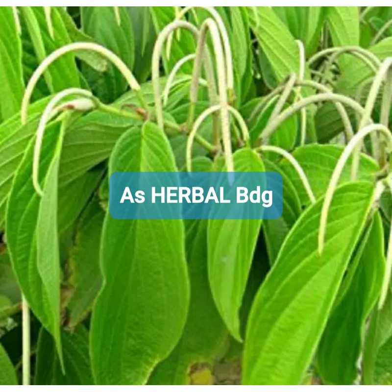 Jual Daun Sirih Sirihan atau Sirih Hutan 1 Kg | Shopee Indonesia