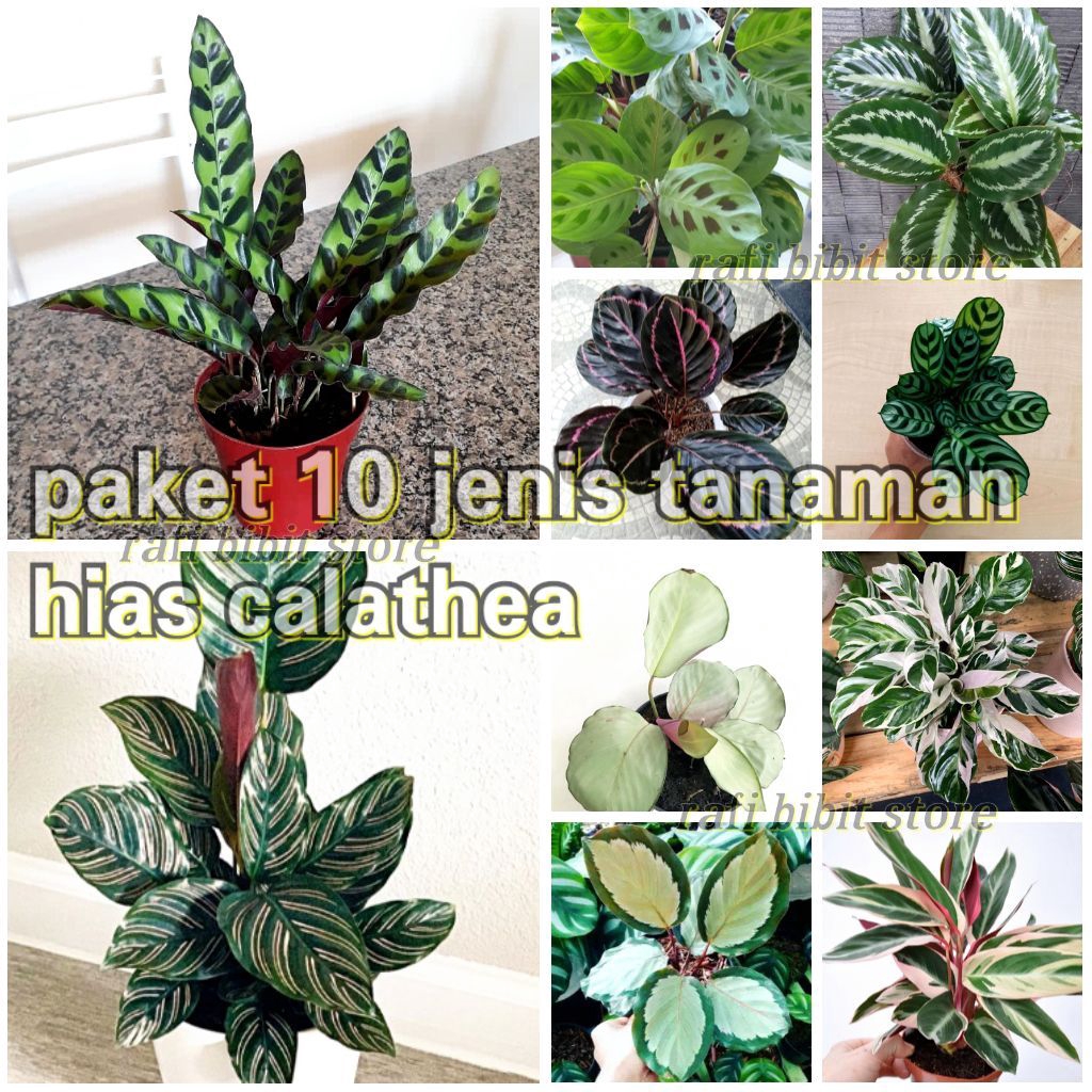 Jual Paket 10 Jenis Tanaman Hidup Calathea Tanaman Hias Calathea Bulu