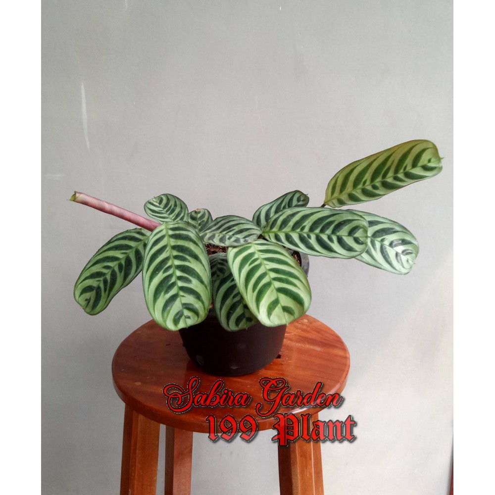 Jual Tanaman Hias Didalam Ruangan Calathea Merak Calathea Burle Marx