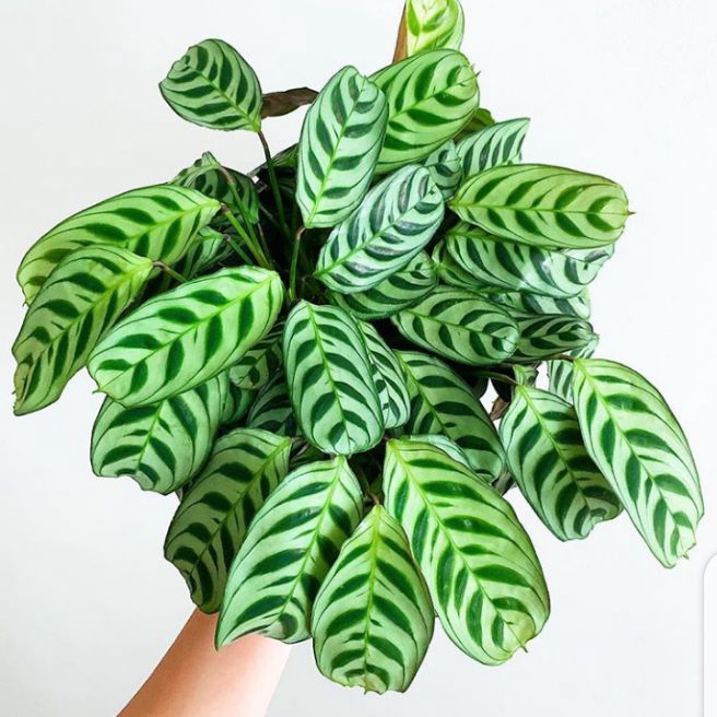 Jual Tanaman Hias Calathea Sepat Calathea Burlemarx Tanaman Indoor