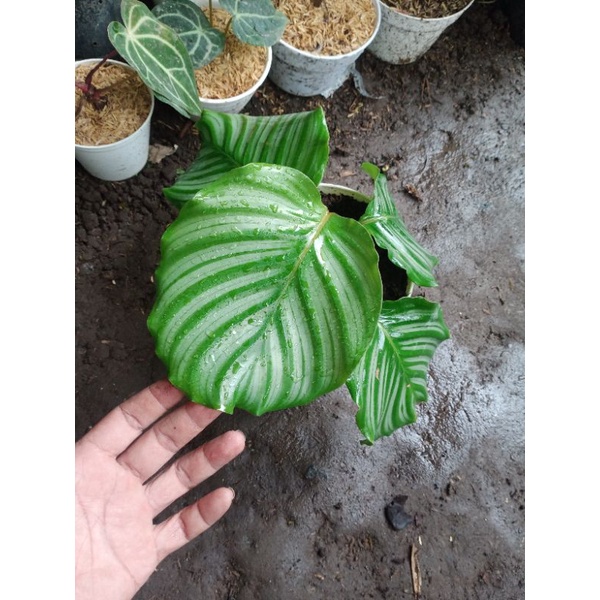 Jual Tanaman Chalathea Orbifolia Shopee Indonesia