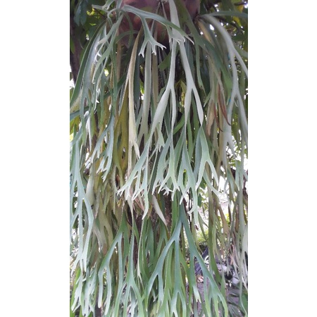 Jual simbar(tanduk rusa) | Shopee Indonesia