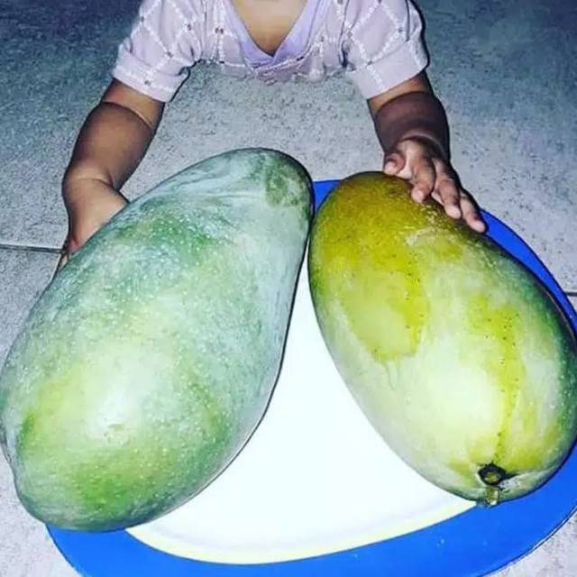 Bibit tanaman buah mangga KIOJAY ( bibit tanaman import )