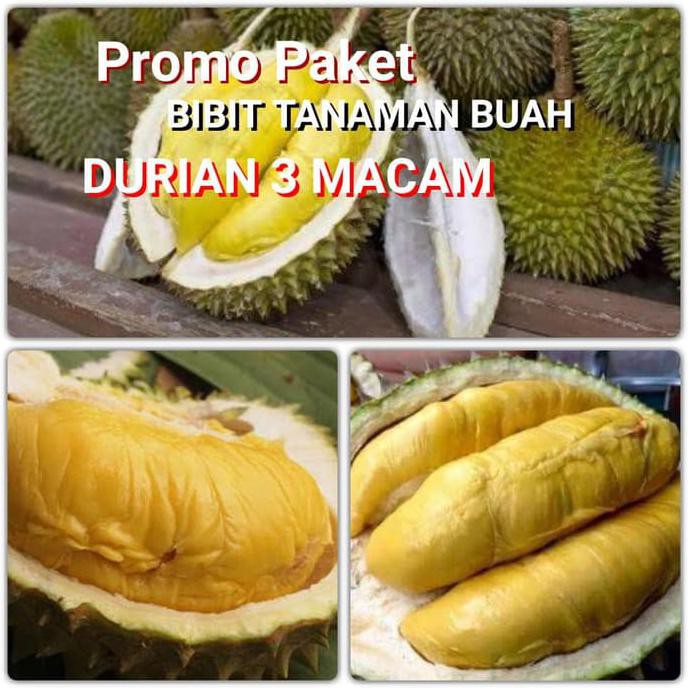 Jual Paket Bibit Tanaman Buah Durian Macam Pling Dicari Shopee Indonesia