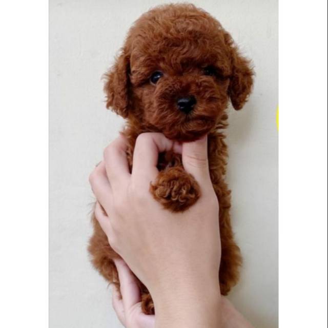 Jual Anjing poodle super red toys male Shopee Indonesia