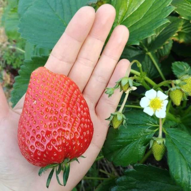 Jual Bibit Strawberry Jumbo Manis JENIS MENCIR Bibit Berkualitas BELI 5 ...