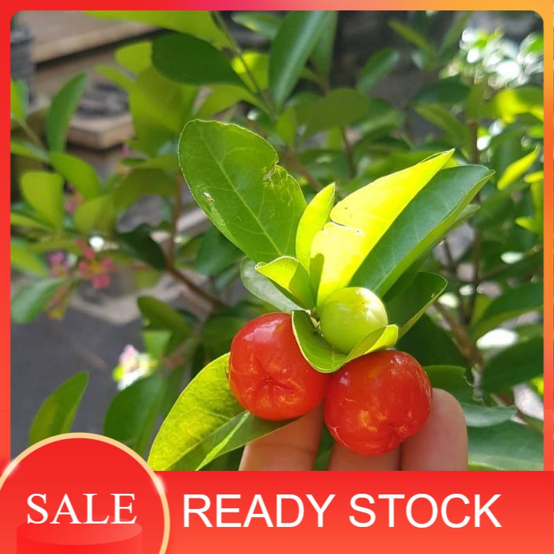 Jual Bibit Tanaman Buah Ceri Vietnam Hanoy Cherry Hasil Cangkok Cepat