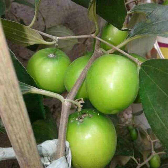 Jual apel india //apel putsa | Shopee Indonesia