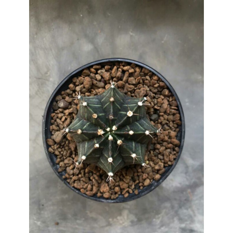 Jual Gymno Hybrid | Shopee Indonesia