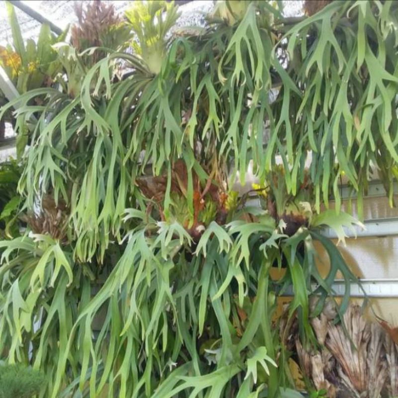 Jual Simbar menjangan jumbo | Shopee Indonesia