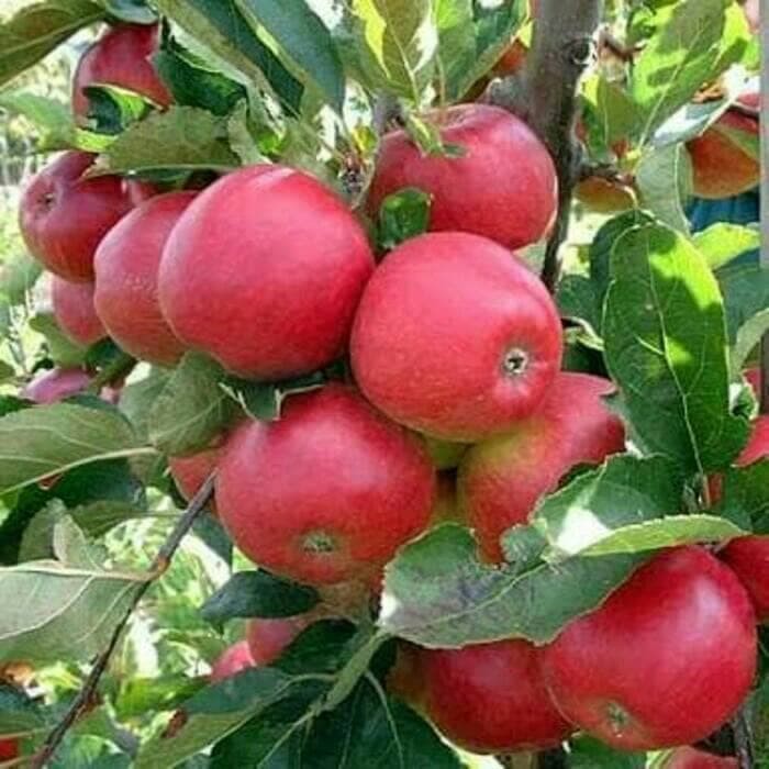 paket 2 bibit tanaman buah apel red caroline