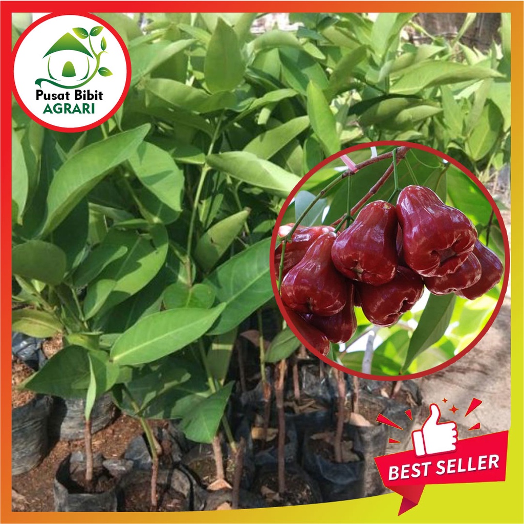 Bibit Jambu Air Citra Asli Tanaman Buah Okulasi Super Unggul Tabulampot Pusat Bibit Agrari