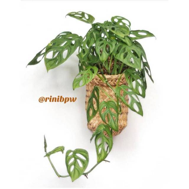 Jual Mini Purun | Shopee Indonesia