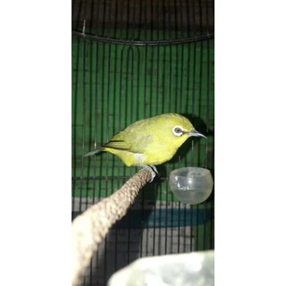Harga Burung Pleci Dakun: Panduan Lengkap untuk Pemula dan Kolektor