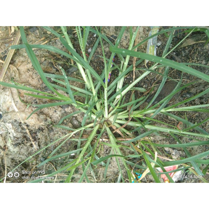 Jual rumput belulang murah rumput jampang segar dibalut lumut hutan ...