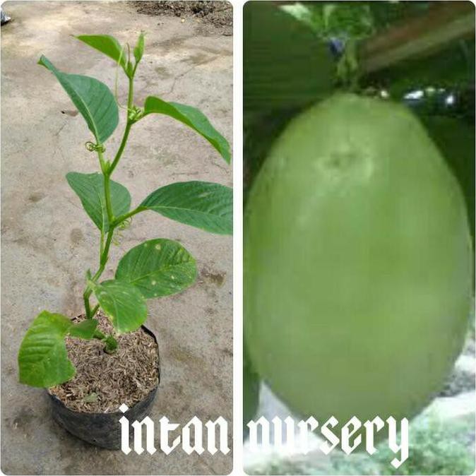 Jual Bibit Tanaman Buah Markisa Jumbo Giant Markisa Kds Dm” Shopee Indonesia 9903