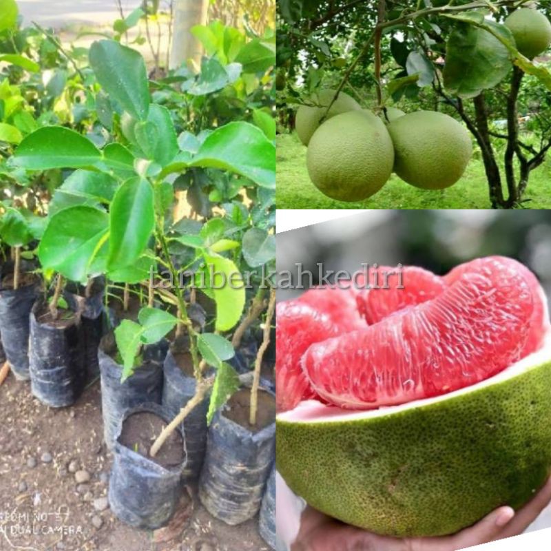 Jual Bibit Tanaman Buah Jeruk Bali Madu Okulasi Cepat Berbuah Shopee