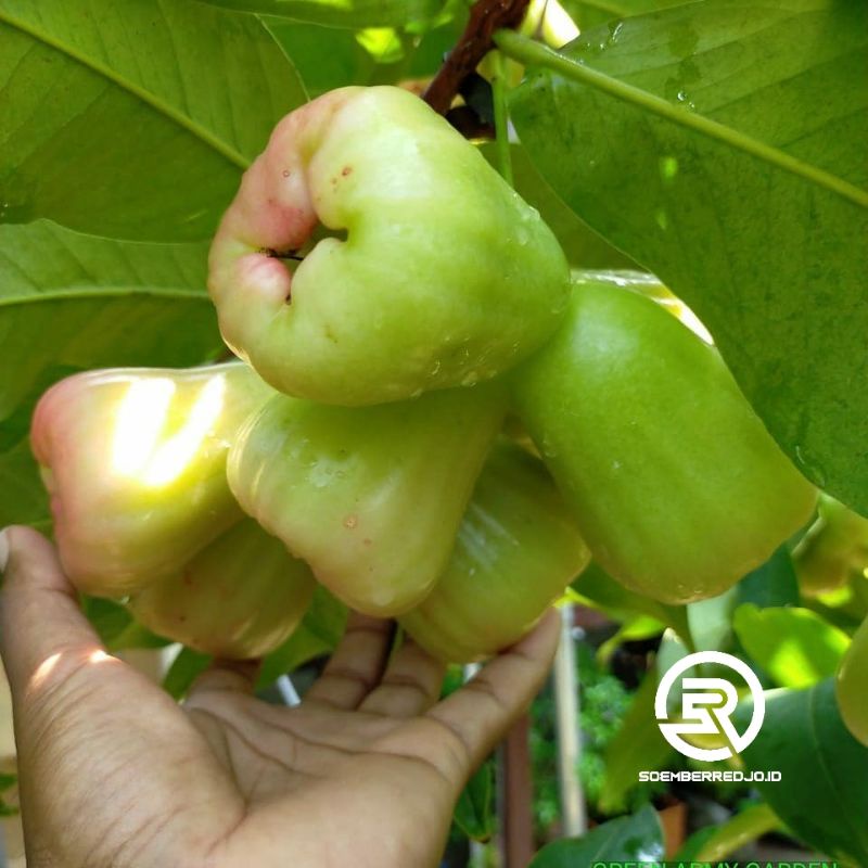 Jual Bibit Jambu Air Madu Deli Hijau MDH - Deli Madu Super Genjah Manis