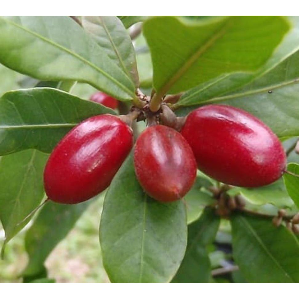 Jual Bibit Pohon Buah Magic Fruit Atau Miracle Fruit Atau Buah Ajaib # ...