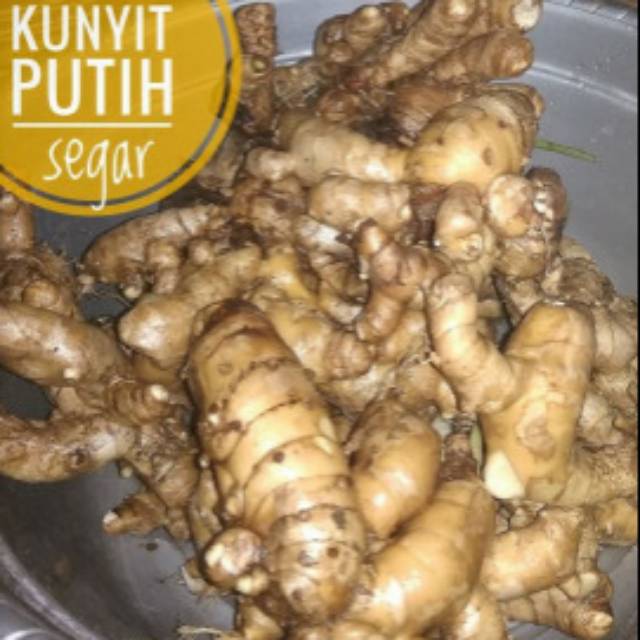 Jual Kunyit Putih Basahsegar 1kg Curcuma Ze Doria Shopee Indonesia 4863